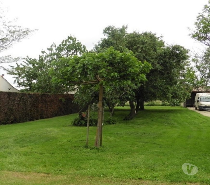 location saisonniere Vendée Damvix - 85420 - Photos Vivastreet Gite vacances en Marais Poitevin-Venise verte