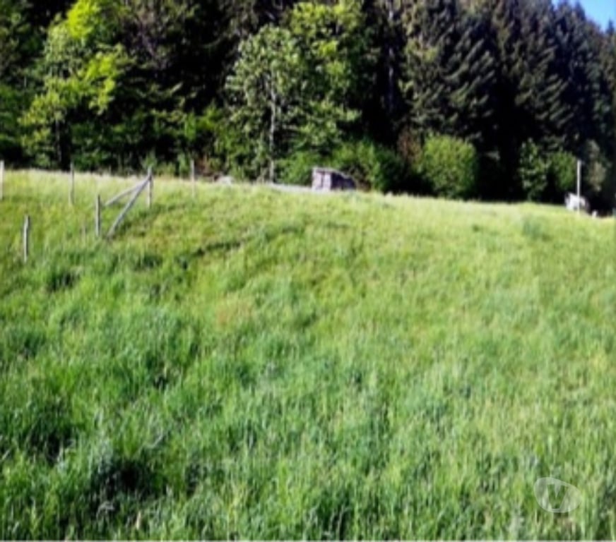 Terrain à vendre Bas-Rhin Le Hohwald - 67140 - Photos Vivastreet Superbe terrain Hohwald