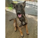 Beziers - Hérault — BLEDINE, chienne type malinoise, 1 an non lof