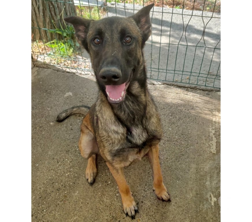 Don animaux Hérault Beziers - 34500 - Photos Vivastreet BLEDINE, chienne type malinoise, 1 an non lof