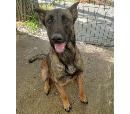 Adoption animaux Beziers Hérault - Photos Vivastreet BLEDINE, chienne type malinoise, 1 an non lof