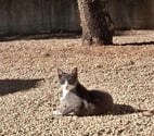 Bouchet - Drôme — Chats BABOUCHEetBABETTE à l adoption