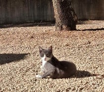 Photos Vivastreet Chats BABOUCHEetBABETTE à l adoption