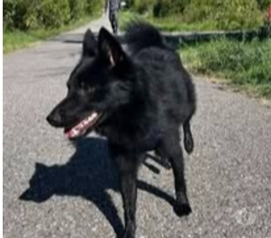 Don animaux Drôme St Rambert d'Albon - 26140 - Photos Vivastreet Chien AIKO à l adoption