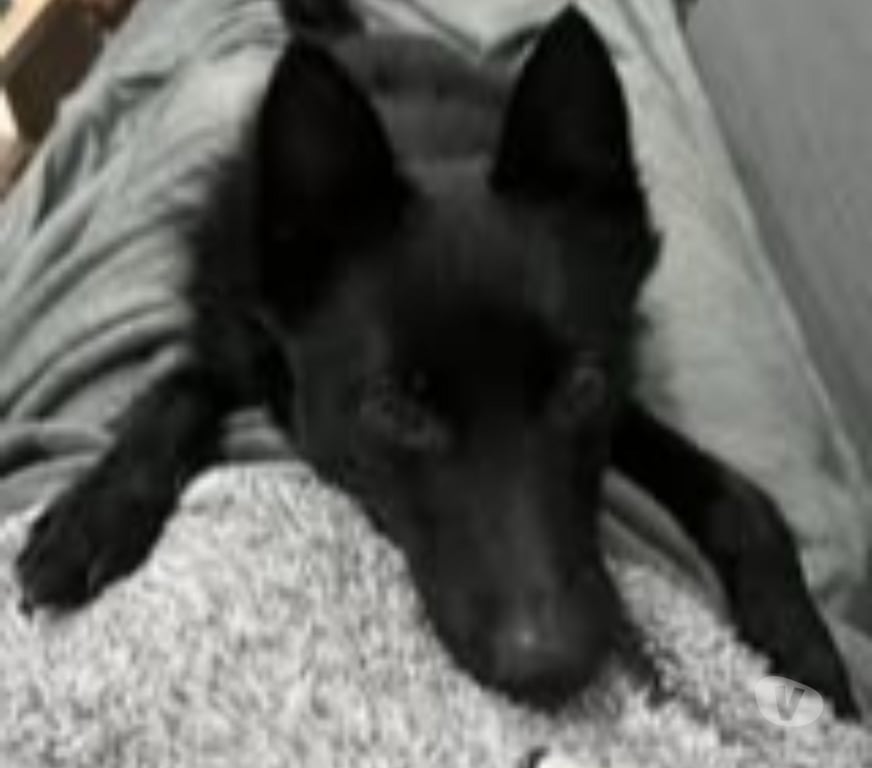 Don animaux Drôme St Rambert d'Albon - 26140 - Photos Vivastreet Chien AIKO à l adoption