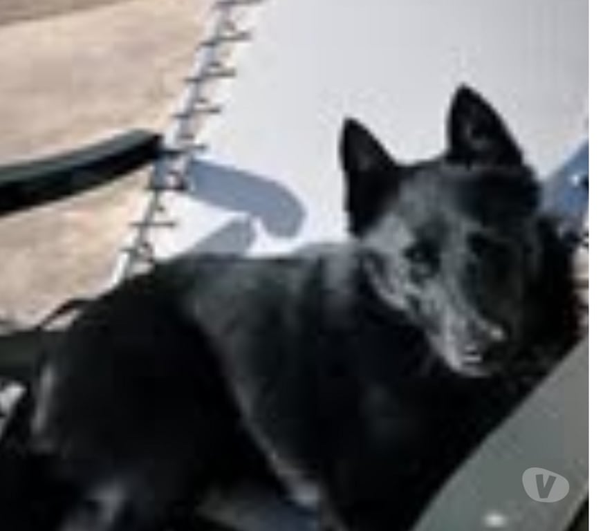 Don animaux Drôme St Rambert d'Albon - 26140 - Photos Vivastreet Chien AIKO à l adoption