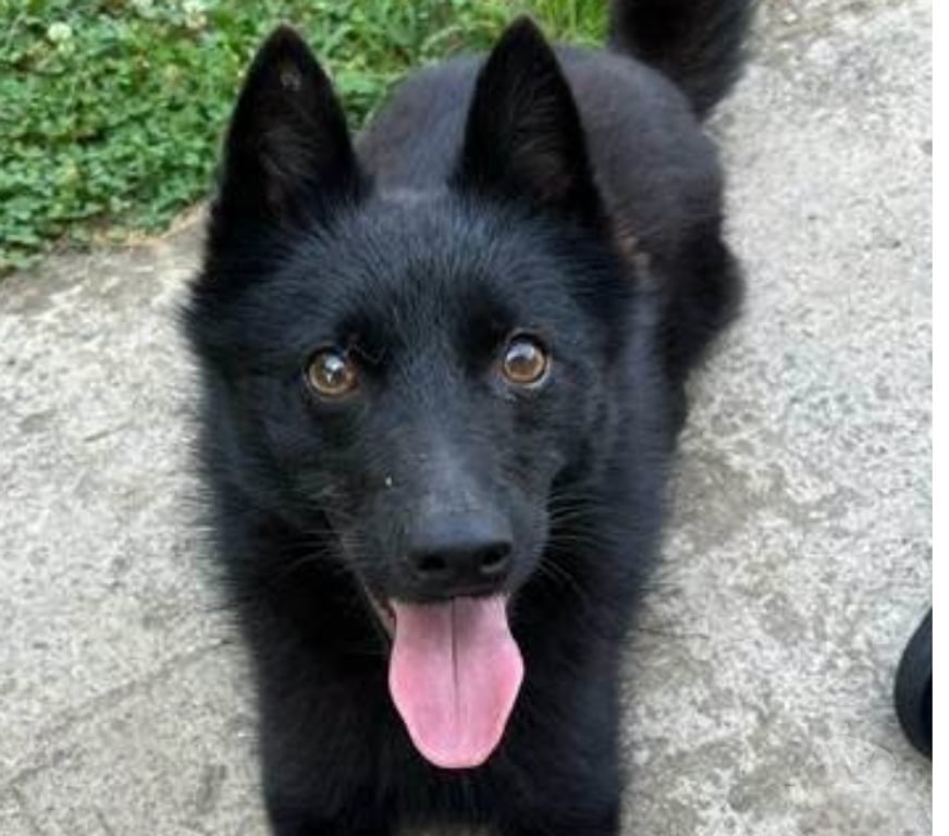Don animaux Drôme St Rambert d'Albon - 26140 - Photos Vivastreet Chien AIKO à l adoption