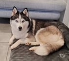 St Restitut - Drôme — Chien ROSY à l adoption