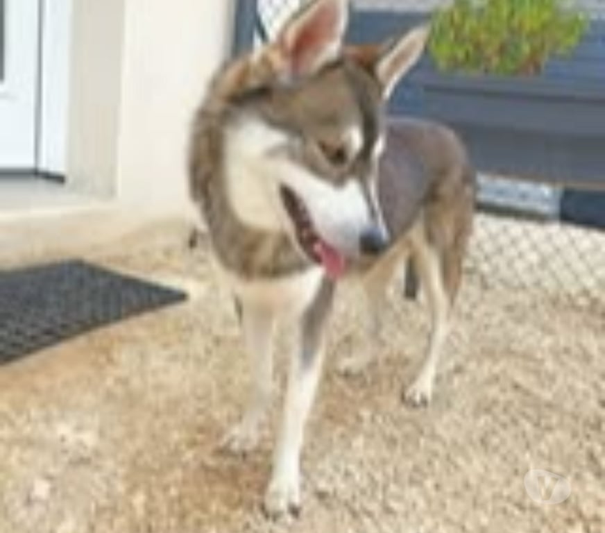 Don animaux Drôme St Restitut - 26130 - Photos Vivastreet Chien BALTO à l adoption