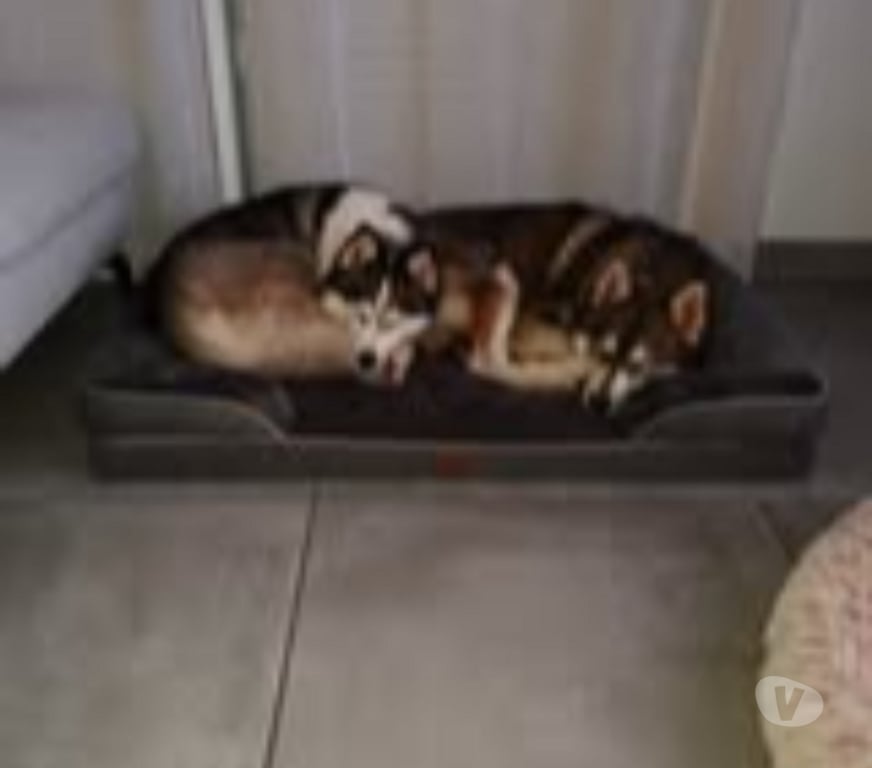 Don animaux Drôme St Restitut - 26130 - Photos Vivastreet Chien BALTO à l adoption