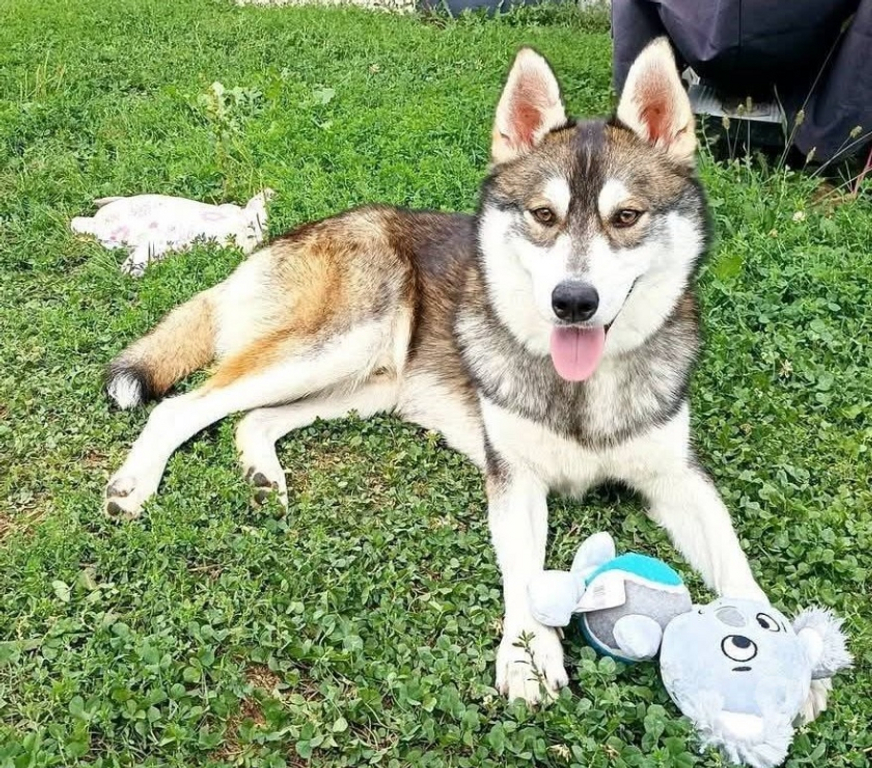 Don animaux Drôme St Restitut - 26130 - Photos Vivastreet Chien BALTO à l adoption