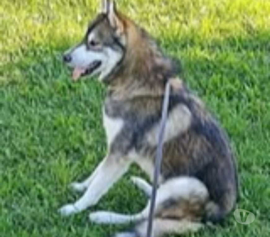 Don animaux Drôme St Restitut - 26130 - Photos Vivastreet Chien BALTO à l adoption