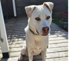 Livron sur Drome - Drôme — Chien TAIGA à l adoption