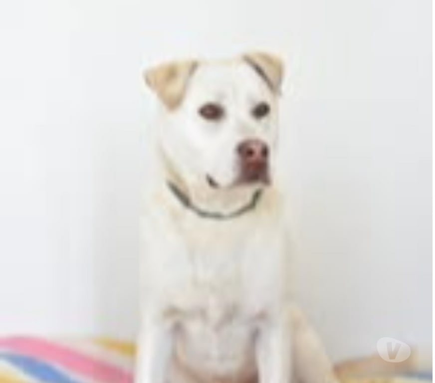 Don animaux Drôme Livron sur Drome - 26250 - Photos Vivastreet Chien TAIGA à l adoption