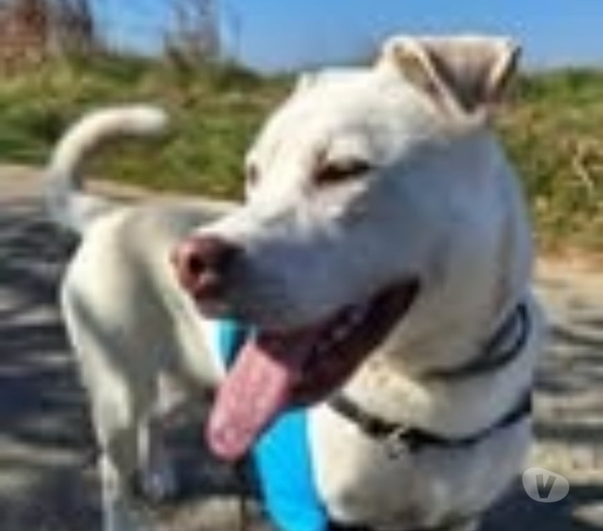 Don animaux Drôme Livron sur Drome - 26250 - Photos Vivastreet Chien TAIGA à l adoption