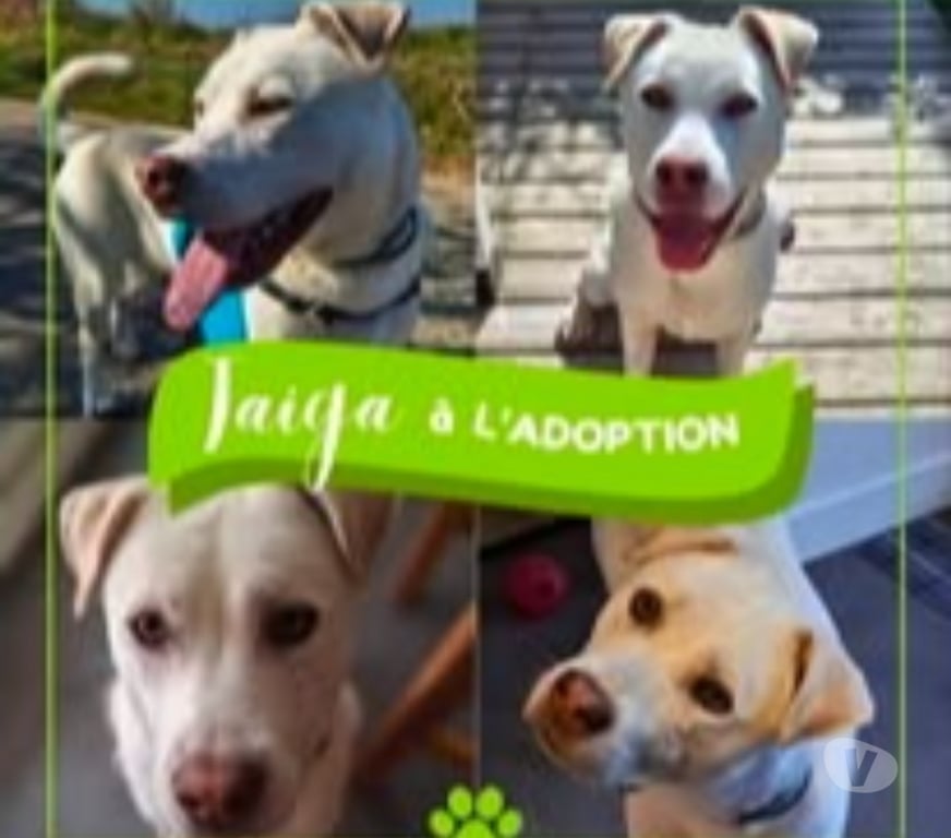 Don animaux Drôme Livron sur Drome - 26250 - Photos Vivastreet Chien TAIGA à l adoption