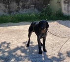 Pizancon - Chatuzange le Goubet — Chien PATOU à l adoption