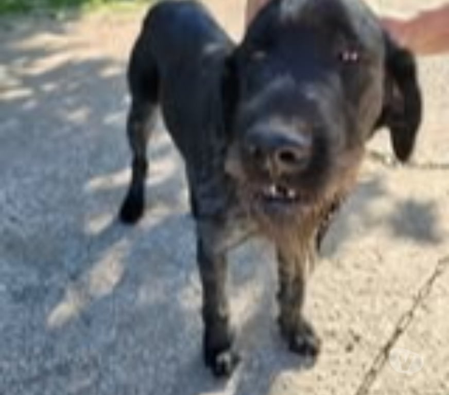 Don animaux Drôme Chatuzange le Goubet - Photos Vivastreet Chien PATOU à l adoption