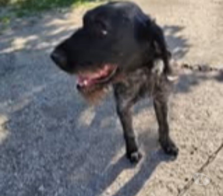 Don animaux Drôme Chatuzange le Goubet - Photos Vivastreet Chien PATOU à l adoption