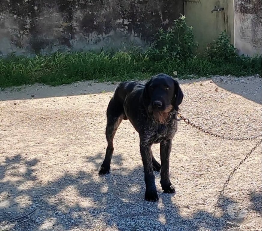 Don animaux Drôme Chatuzange le Goubet - Photos Vivastreet Chien PATOU à l adoption