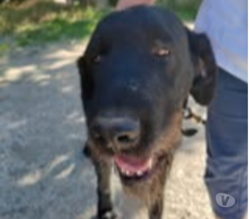 Don animaux Drôme Chatuzange le Goubet - Photos Vivastreet Chien PATOU à l adoption