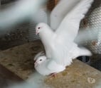 Bagneaux sur Loing - Seine-et-Marne — Pigeons reproducteurs hubbell blanc