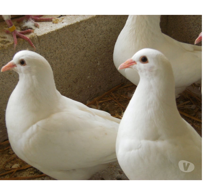 Vente Seine-et-Marne Bagneaux sur Loing - 77167 - Photos Vivastreet Pigeons reproducteurs hubbell blanc