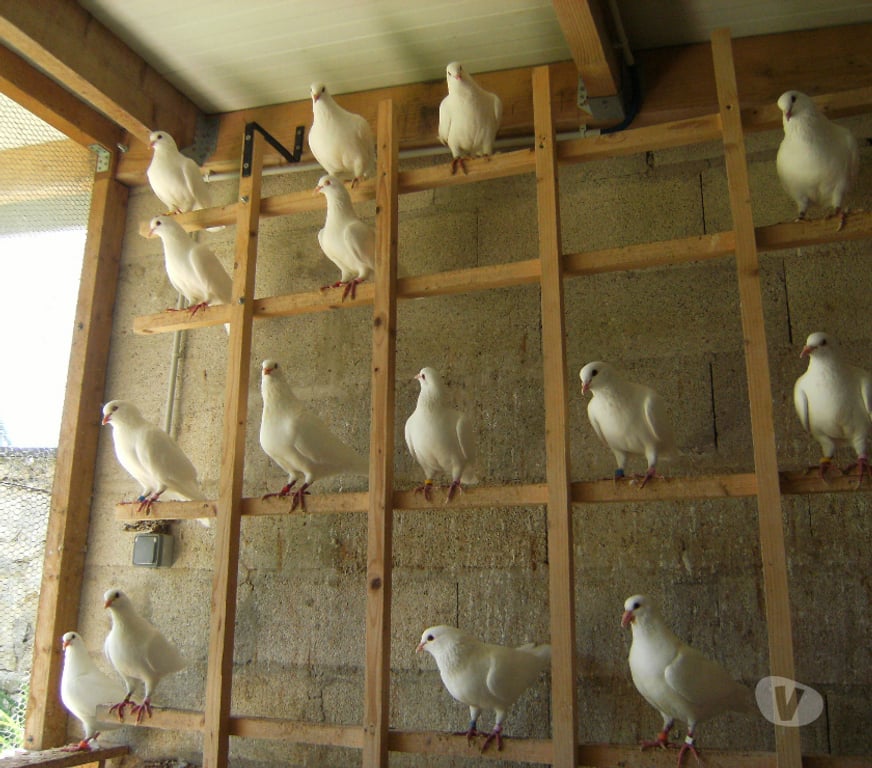 Vente Seine-et-Marne Bagneaux sur Loing - 77167 - Photos Vivastreet Pigeons reproducteurs hubbell blanc