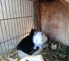 Firminy - Loire — lapereaux extra nain lapin