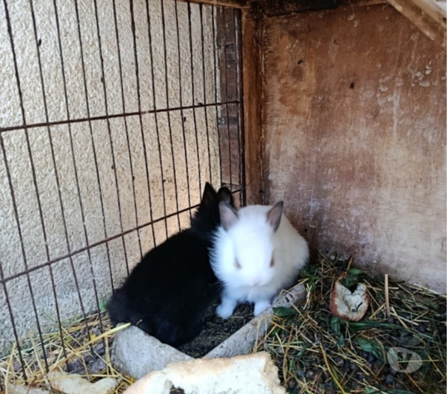 Vente Loire Firminy - 42700 - Photos Vivastreet lapereaux extra nain lapin