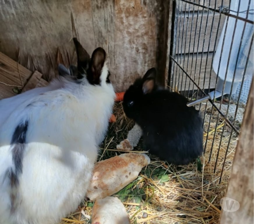 Vente Loire Firminy - 42700 - Photos Vivastreet lapereaux extra nain lapin