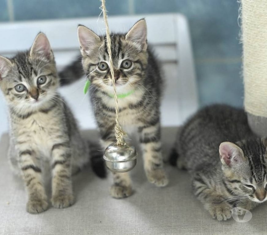 Don animaux Val-d'Oise Soisy sous Montmorency - 95230 - Photos Vivastreet Les bébés de Guyane, de très beaux tigrés !