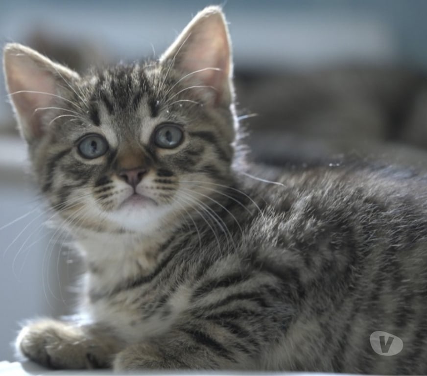 Don animaux Val-d'Oise Soisy sous Montmorency - 95230 - Photos Vivastreet Les bébés de Guyane, de très beaux tigrés !