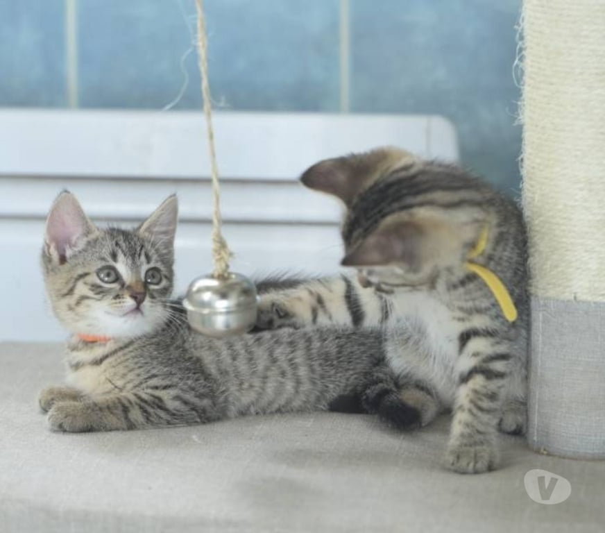 Don animaux Val-d'Oise Soisy sous Montmorency - 95230 - Photos Vivastreet Les bébés de Guyane, de très beaux tigrés !