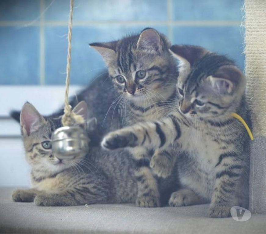Don animaux Val-d'Oise Soisy sous Montmorency - 95230 - Photos Vivastreet Les bébés de Guyane, de très beaux tigrés !