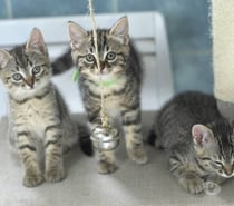 Photos Vivastreet Les bébés de Guyane, de très beaux tigrés !