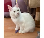 Stosswihr - Haut-Rhin — Maine coon blanche et une blue lignée russe et biélorusse