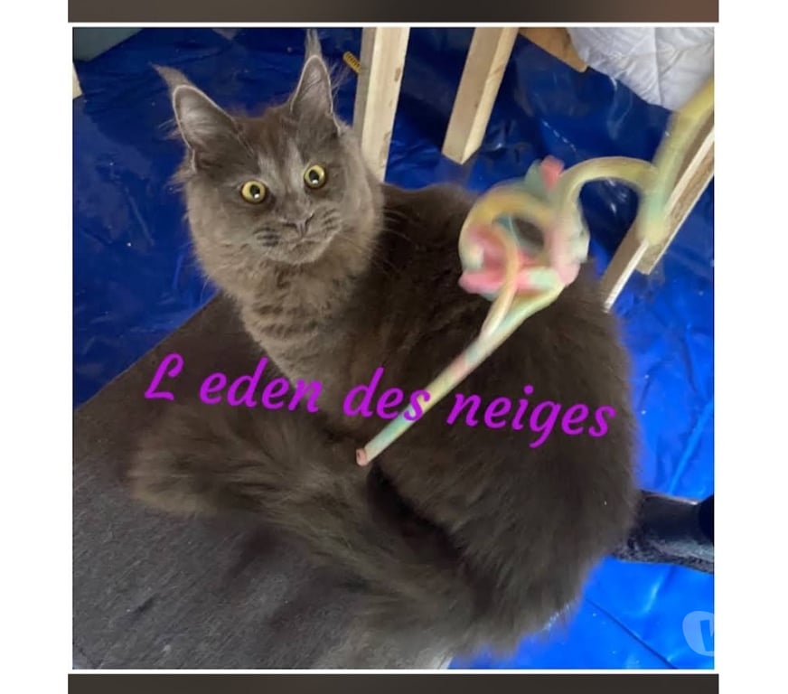 Vente Haut-Rhin Stosswihr - 68140 - Photos Vivastreet Maine coon blanche et une blue lignée russe et biélorusse