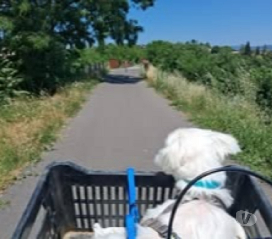 Don animaux Ardèche St Etienne de Boulogne - 07200 - Photos Vivastreet Chien LOOPING à l adoption