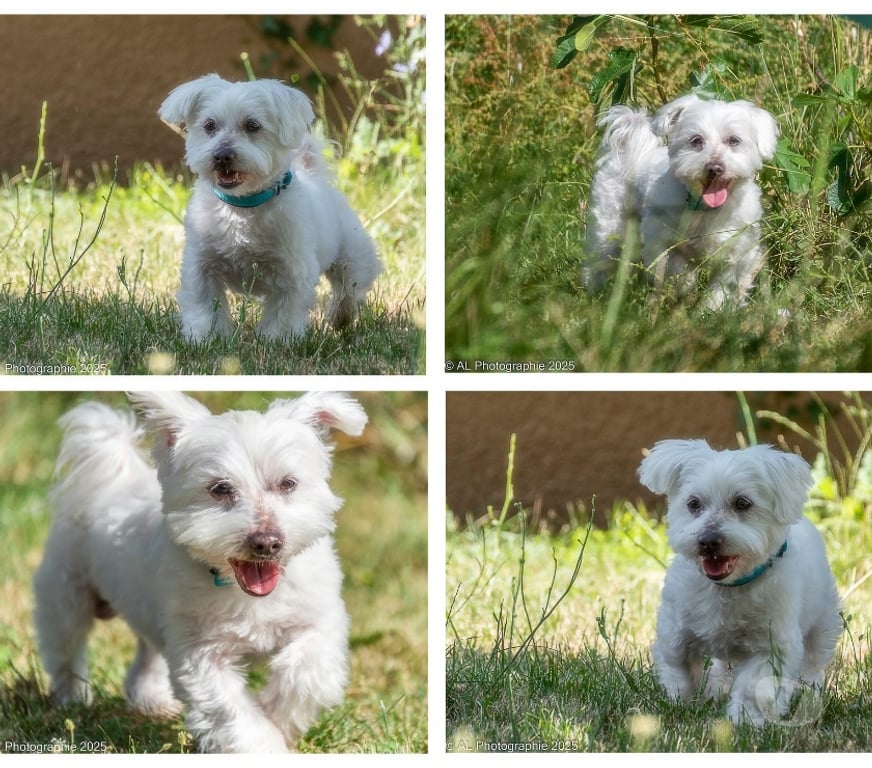 Don animaux Ardèche St Etienne de Boulogne - 07200 - Photos Vivastreet Chien LOOPING à l adoption