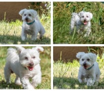 Photos Vivastreet Chien LOOPING à l adoption