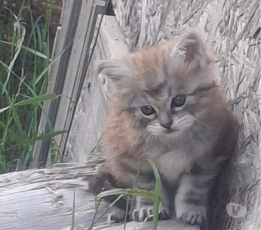 Vente Hérault Pezenas - 34120 - Photos Vivastreet CHATON FEMELLE MAINE COON