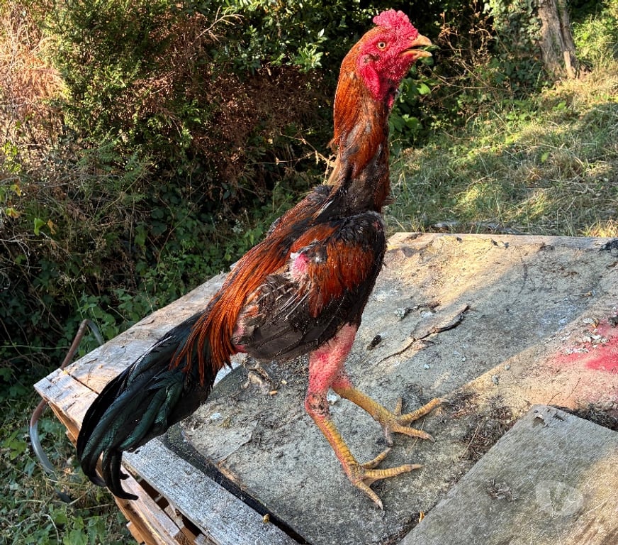 Vente Charente Angouleme - 16000 - Photos Vivastreet Coq américain barbu