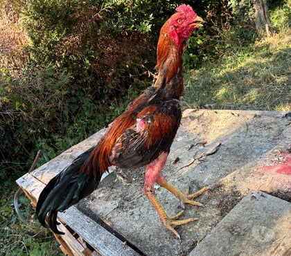 Vente animaux Angouleme Charente - Photos Vivastreet Coq américain barbu