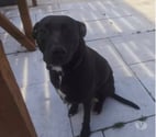 Pierrelatte - Drôme — Chien SCORPIO à l adoption