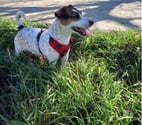 Chateauneuf sur Isere - Drôme — Chien LOUNA à l adoption
