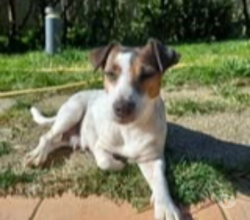 Don animaux Drôme Chateauneuf sur Isere - 26300 - Photos Vivastreet Chien LOUNA à l adoption