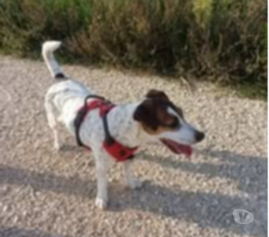 Don animaux Drôme Chateauneuf sur Isere - 26300 - Photos Vivastreet Chien LOUNA à l adoption