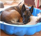 Annonay - Ardèche — Chien SHAKTI à l adoption