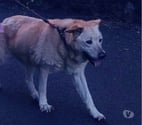 Vals les Bains - Ardèche — Chien MACHA à l adoption